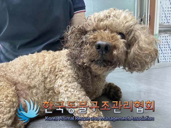 종료(안락사) 푸들…